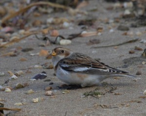 Snow Bunting @Mason Neck - photo courtesy of Dixie Sommers.  