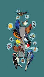 http://feederwatch.org/learn/common-feeder-birds/